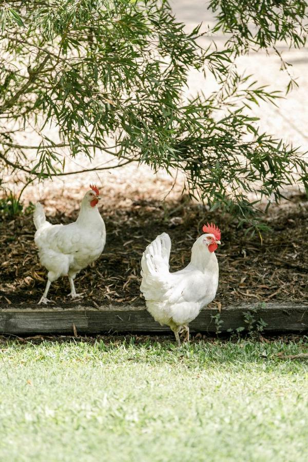 Balmoral Barn Villa Noosaville Ngoại thất bức ảnh